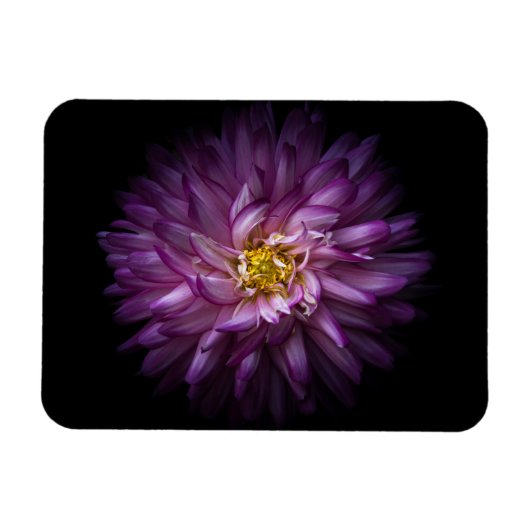 Blume 20 magnet (Horizontal)