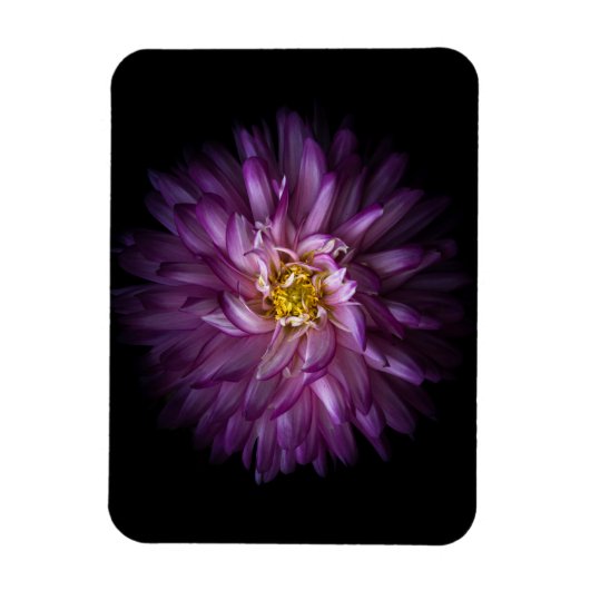 Blume 20 magnet (Vertikal)