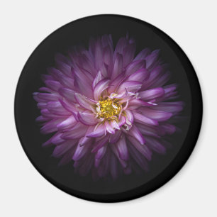 Blume 20 magnet