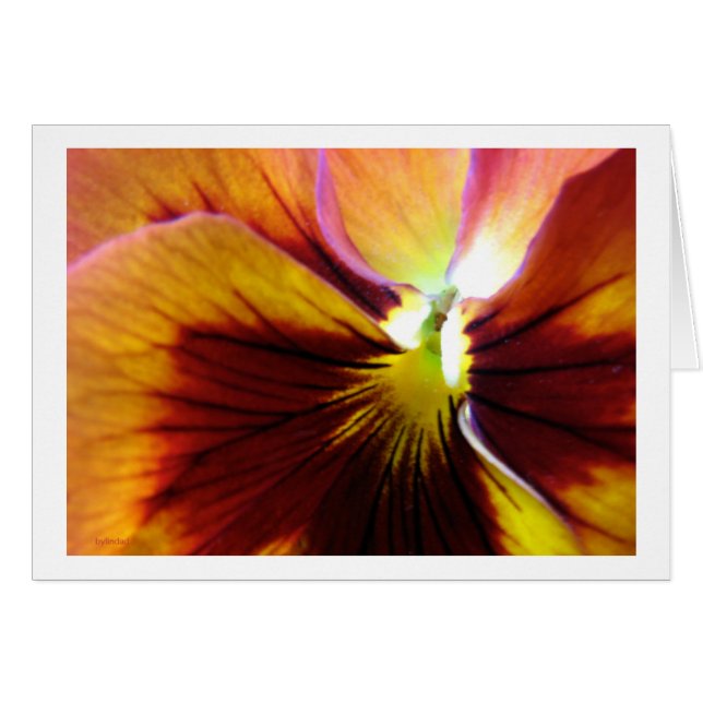BLUME 4 (Vorderseite (Horizontal))