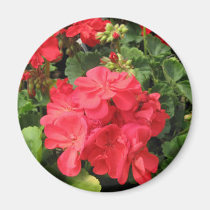 Blume 4 magnet