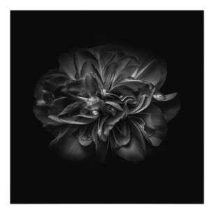Blume 67 BW Fotodruck