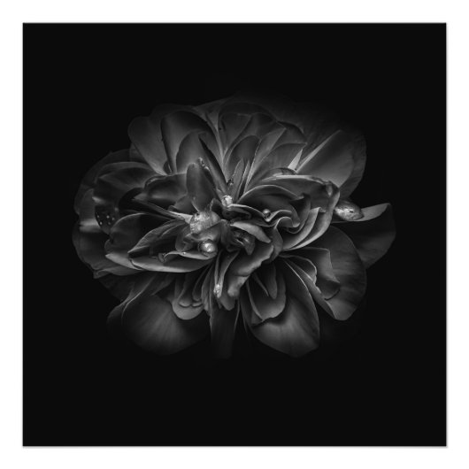 Blume 67 BW Fotodruck (Vorne)