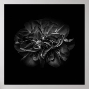 Blume 67 BW Poster