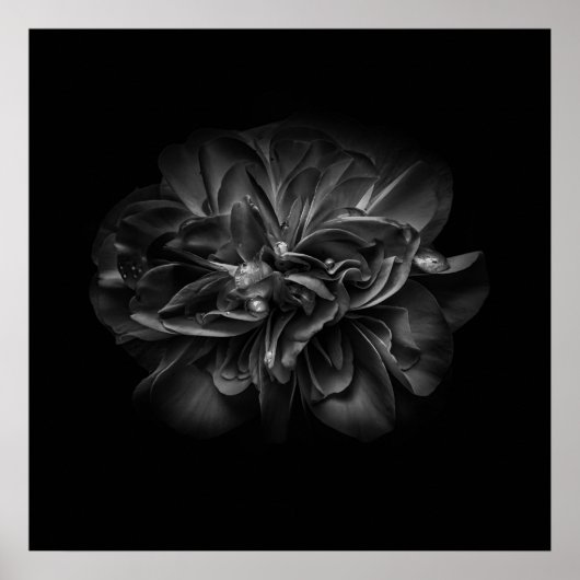 Blume 67 BW Poster (Vorne)