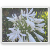 Blume Agapanthus Aufkleber (Vorderseite)