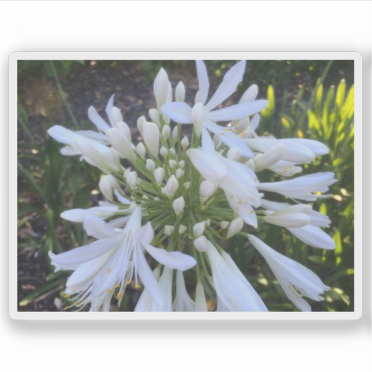 Blume Agapanthus Aufkleber (Vorderseite)