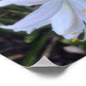 Blume Agapanthus Poster (Ecke)