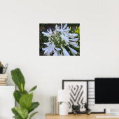 Blume Agapanthus Poster (Heimbüro)