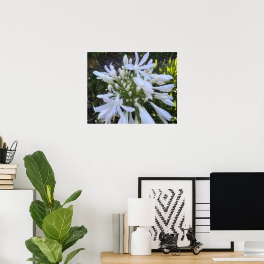 Blume Agapanthus Poster (Heimbüro)