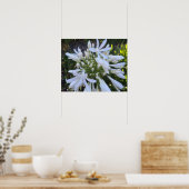 Blume Agapanthus Poster (Küche)