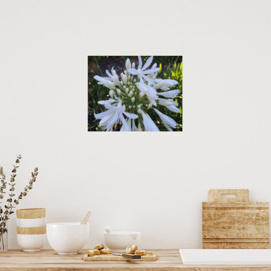 Blume Agapanthus Poster (Küche)