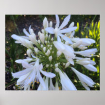Blume Agapanthus