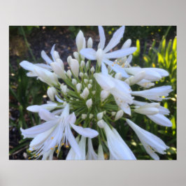 Blume Agapanthus Poster