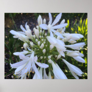 Blume Agapanthus Poster