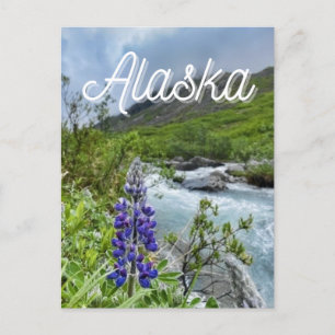 Blume Alaska Postcard Postkarte