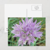 Blume Allium Schoenoprasum Postkarte (Vorne/Hinten)