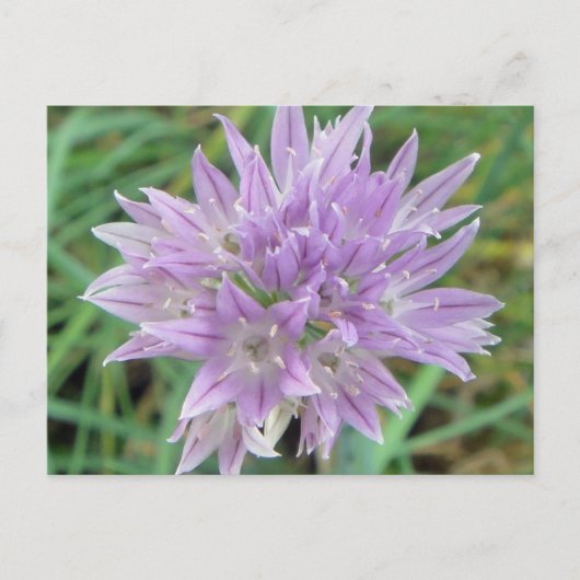 Blume Allium Schoenoprasum Postkarte (Vorderseite)