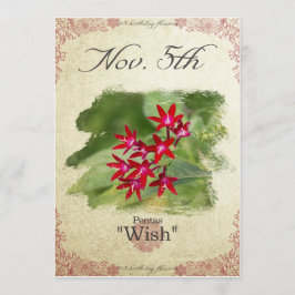 Blume am 5. November "Pentas" Karte