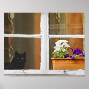 Blume am Fenster, Sighisoara, Rumänien Poster