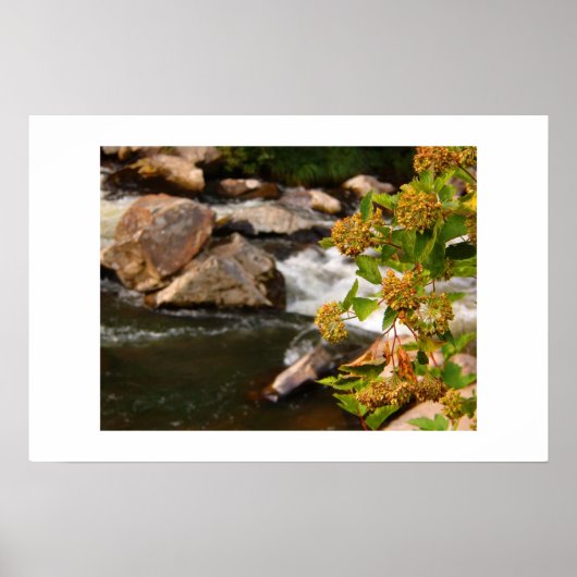 Blume am Fluss Poster (Vorne)