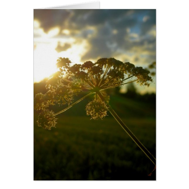 Blume am frühen Morgen (Vorne)