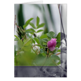 Blume am See - Rosa