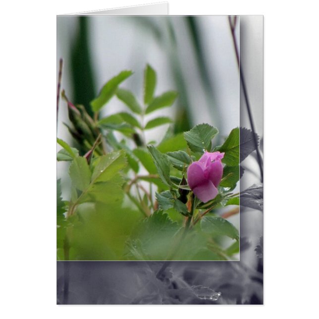 Blume am See - Rosa (Vorne)