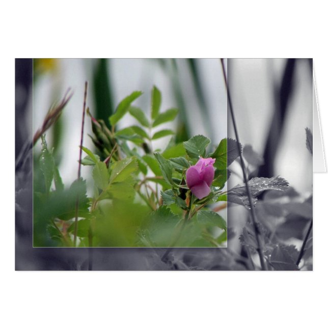 Blume am See - Rosa (Vorderseite (Horizontal))