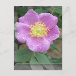 Blume am See - Rosa Postkarte