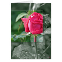 Blume am See - Rote Rose Bud