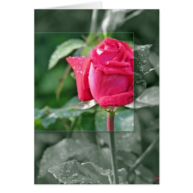 Blume am See - Rote Rose Bud (Vorne)