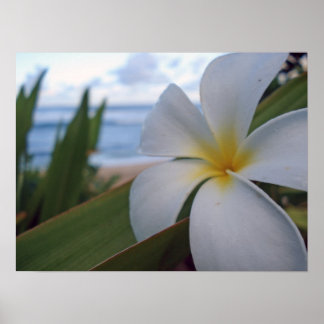 Blume am Strand Poster