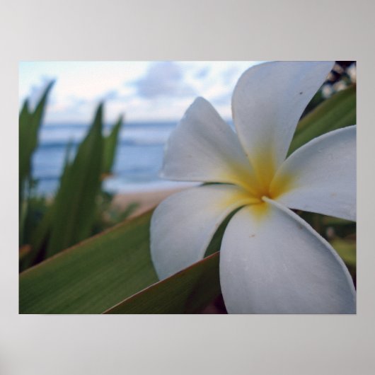 Blume am Strand Poster (Vorne)