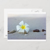 Blume am Strand Postkarte (Vorne/Hinten)