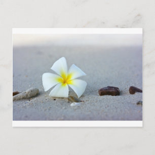 Blume am Strand Postkarte