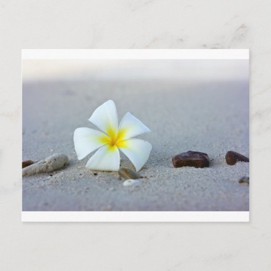 Blume am Strand Postkarte (Vorderseite)