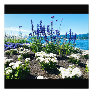 Blume am Zürichsee Fotodruck