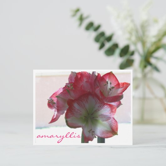 Blume-Amaryllis-Bulle Postkarte (Stehend Vorderseite)