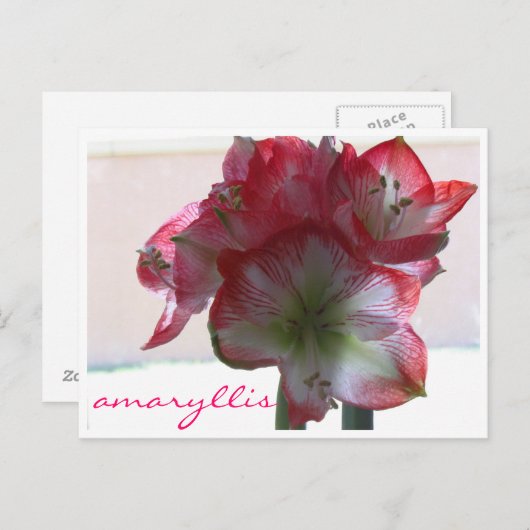 Blume-Amaryllis-Bulle Postkarte (Vorne/Hinten)