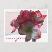 Blume-Amaryllis-Bulle Postkarte (Vorderseite)
