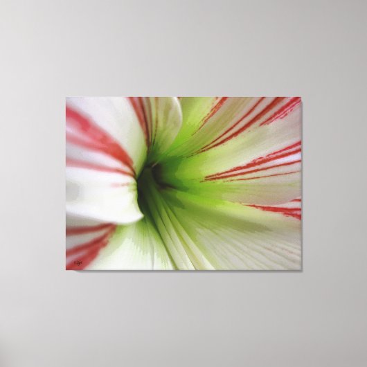 Blume Amaryllis Kunst, Dichtung und Musik Leinwanddruck (Vorderseite)
