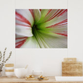 Blume Amaryllis Kunst, Dichtung und Musik Poster (Küche)