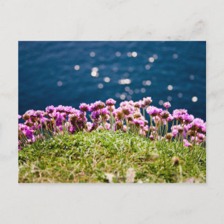 Blume an den Klippen der Moher Postkarte