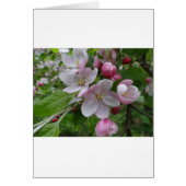Blume Apple Blossom Pink Art (Vorne)