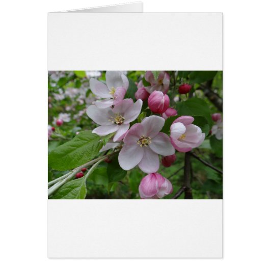 Blume Apple Blossom Pink Art (Vorne)