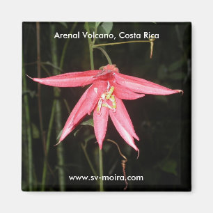 Blume, Arenal-Vulkan, Costa Rica Magnet
