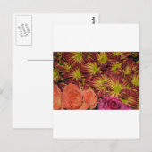Blume Arrangements Mums buntes Schicksal Postkarte (Vorne/Hinten)