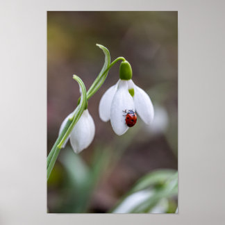 Blume Art Ladybug Gallery Poster