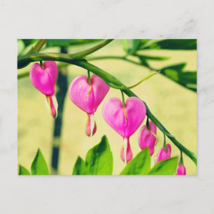 Blume Asiatische Blutungen Postkarte